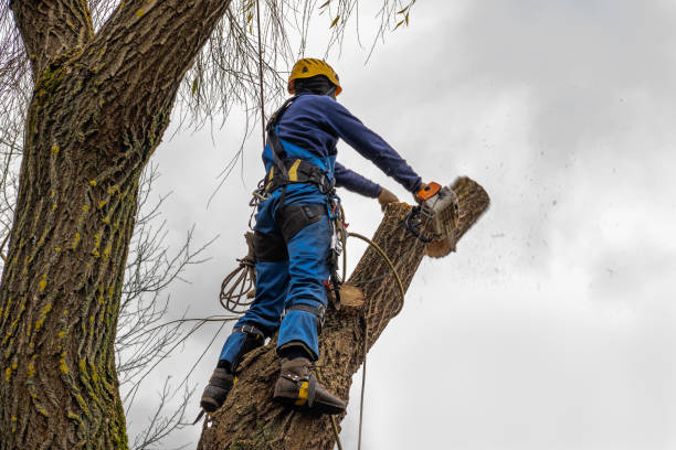 Best Arborist Consultation Services  in Buhler, KS