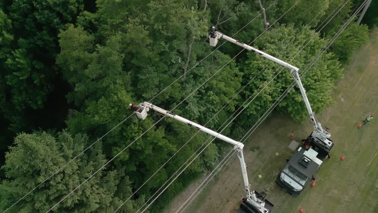 Best Emergency Tree Removal  in Buhler, KS