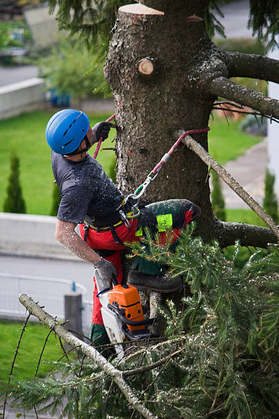 How Our Tree Care Process Works  in  Buhler, KS