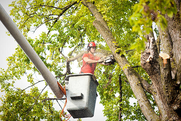 Tree and Shrub Care in Buhler, KS