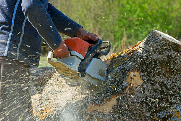 Reliable Buhler, KS Tree Services Solutions