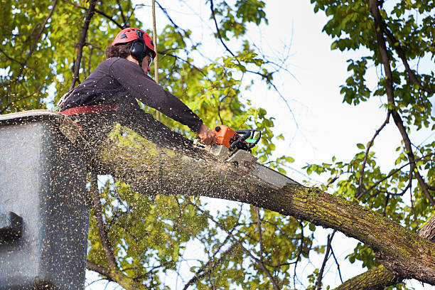 Best Tree Trimming and Pruning  in Buhler, KS